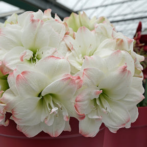 Amaryllis Amadeus Candy