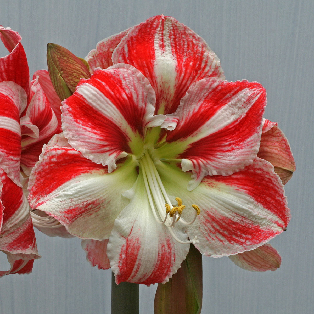 Amaryllis Clown