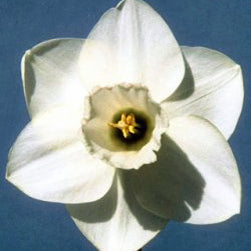 Colonial White