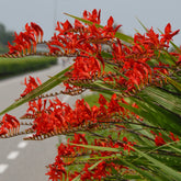 Crocosmia Lucifer