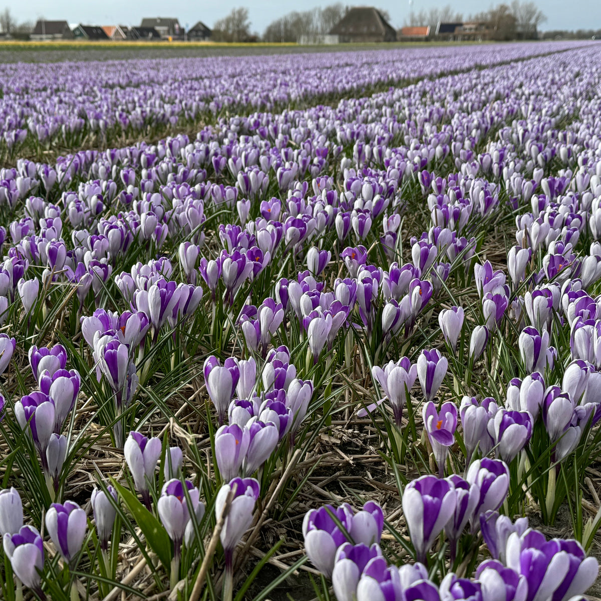 Crocus White Shark
