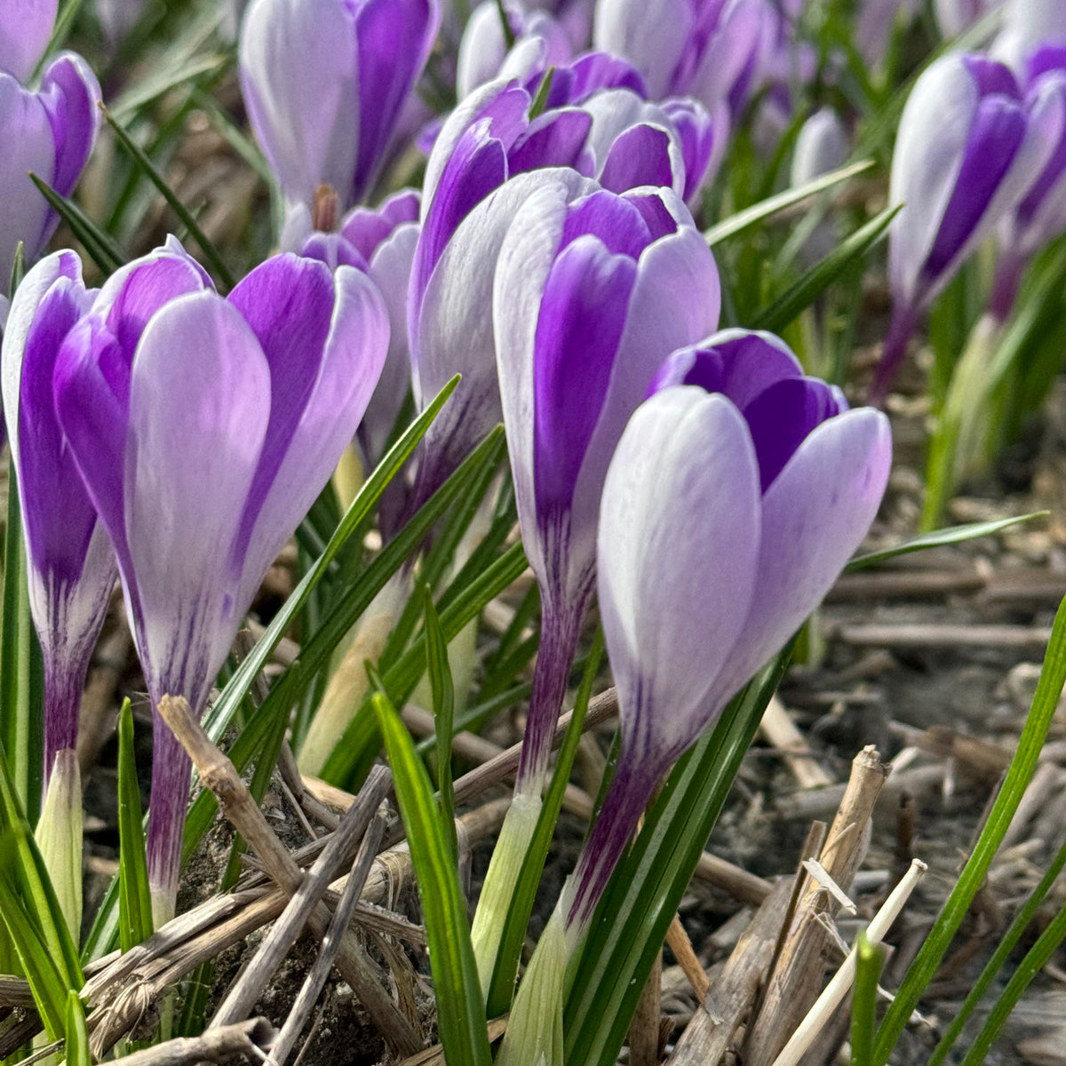 Crocus White Shark
