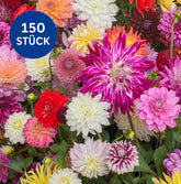 Dahlien Super Mix