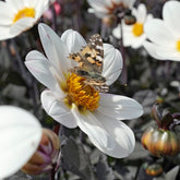 Dahlie Dahlegria White