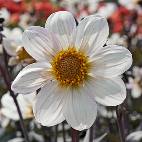 Dahlie Dahlegria White