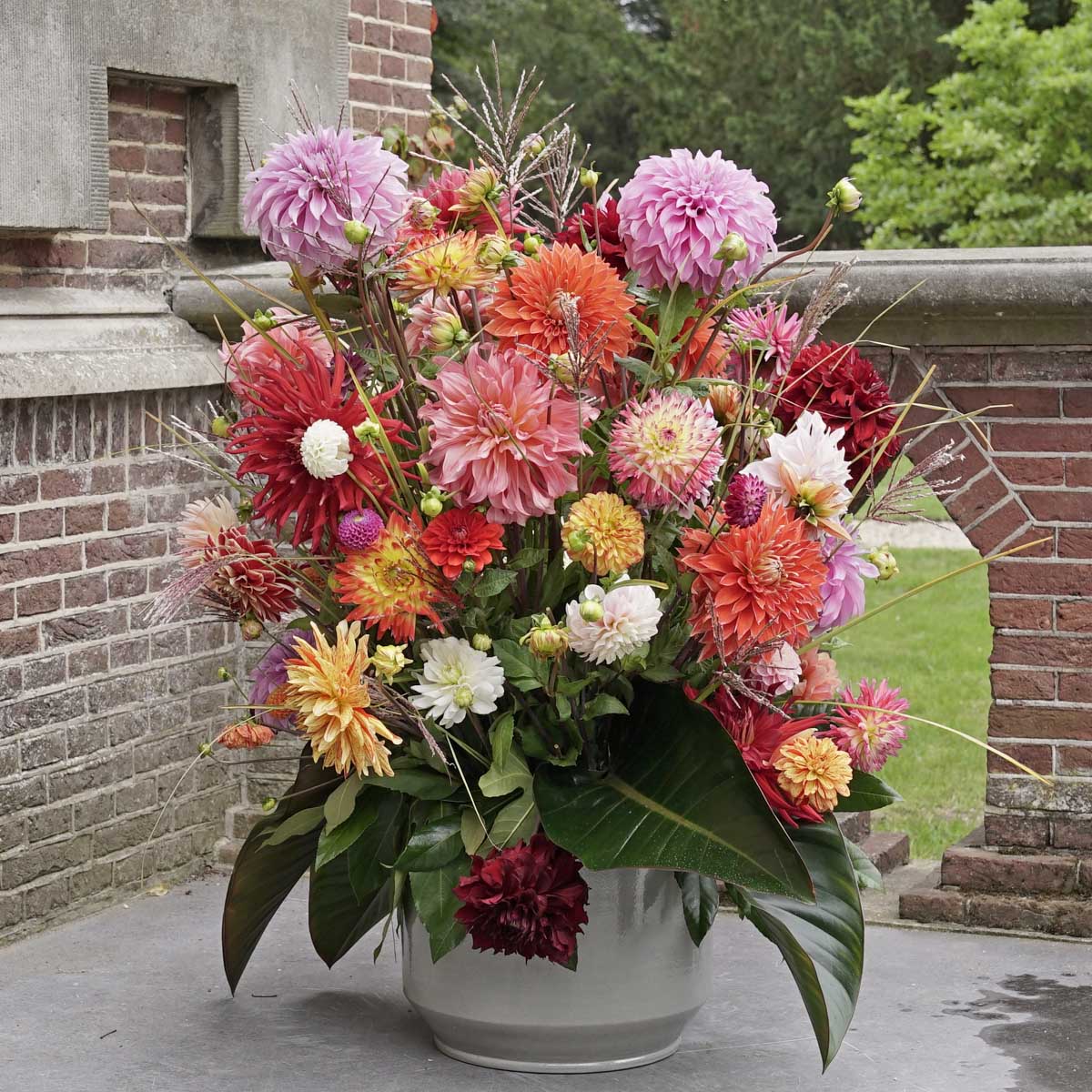 Dahlie Plukkie Plukkie mix