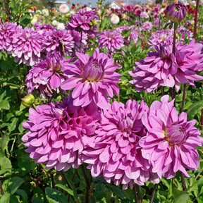 Dahlie Bluetiful