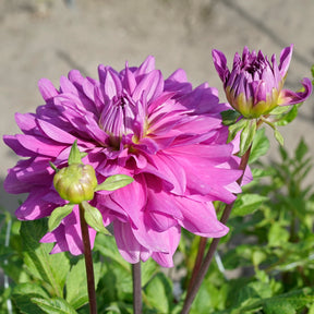Dahlie Bluetiful