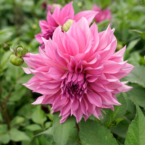 Dahlie Café au Lait Rose