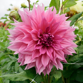 Dahlie Café au Lait Rose