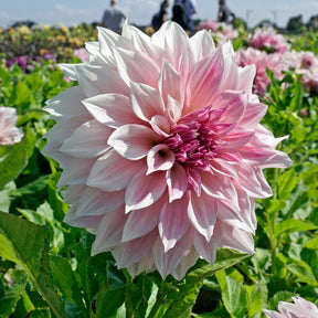 Dahlie Café au Lait Royal