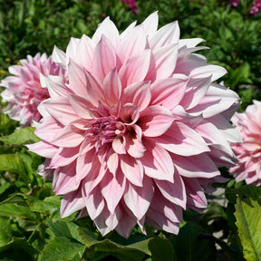 Dahlie Café au Lait Royal