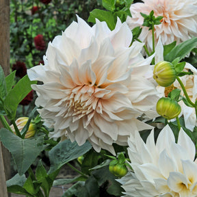 Dahlie Café au Lait