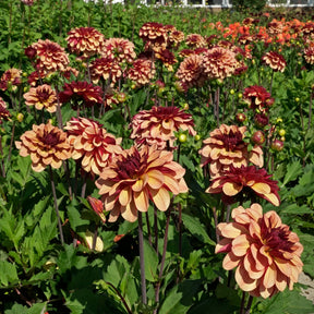 Dahlie Creme de Cognac