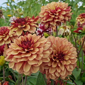 Dahlie Creme de Cognac