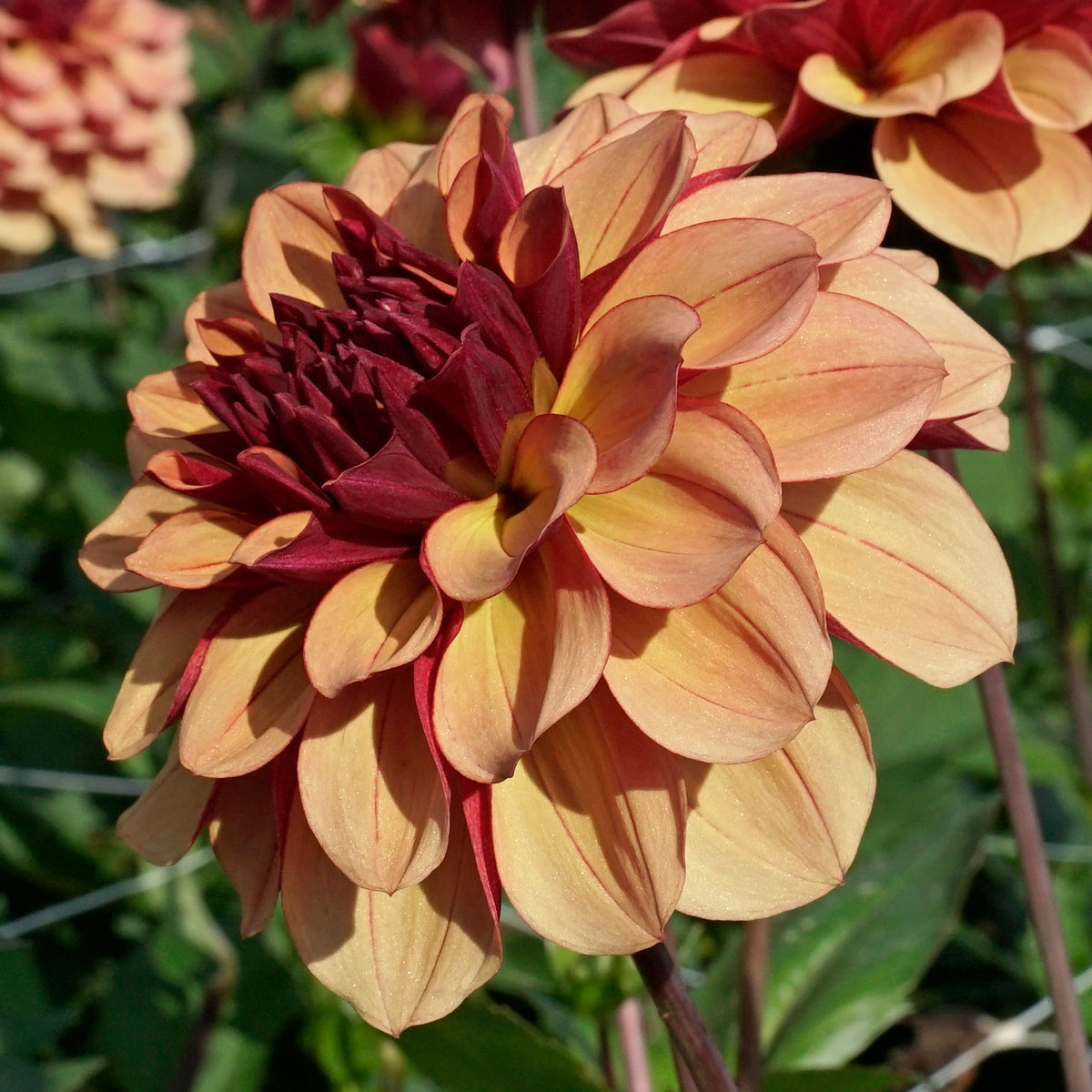 Dahlie Creme de Cognac
