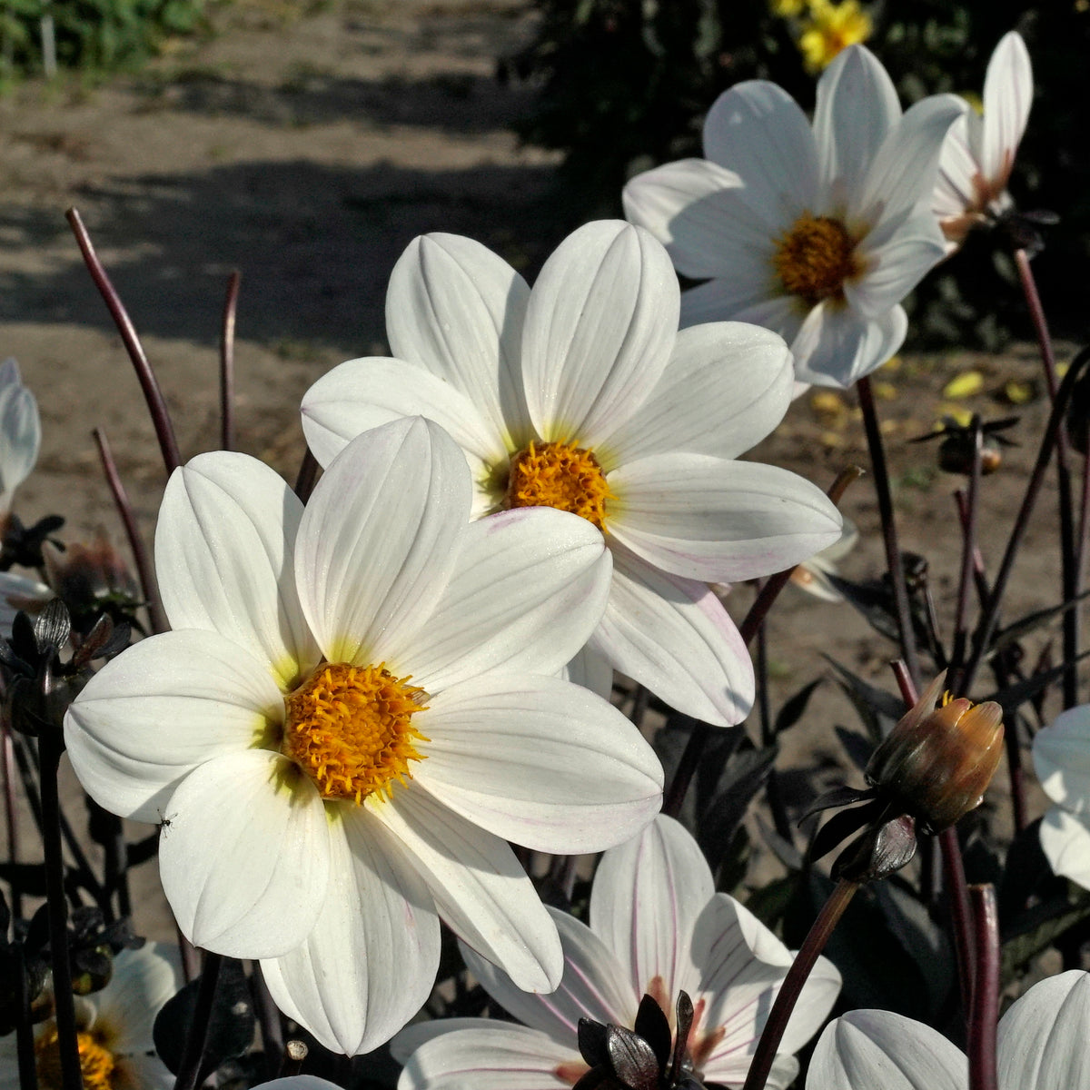 Dahlie Dahlegria White