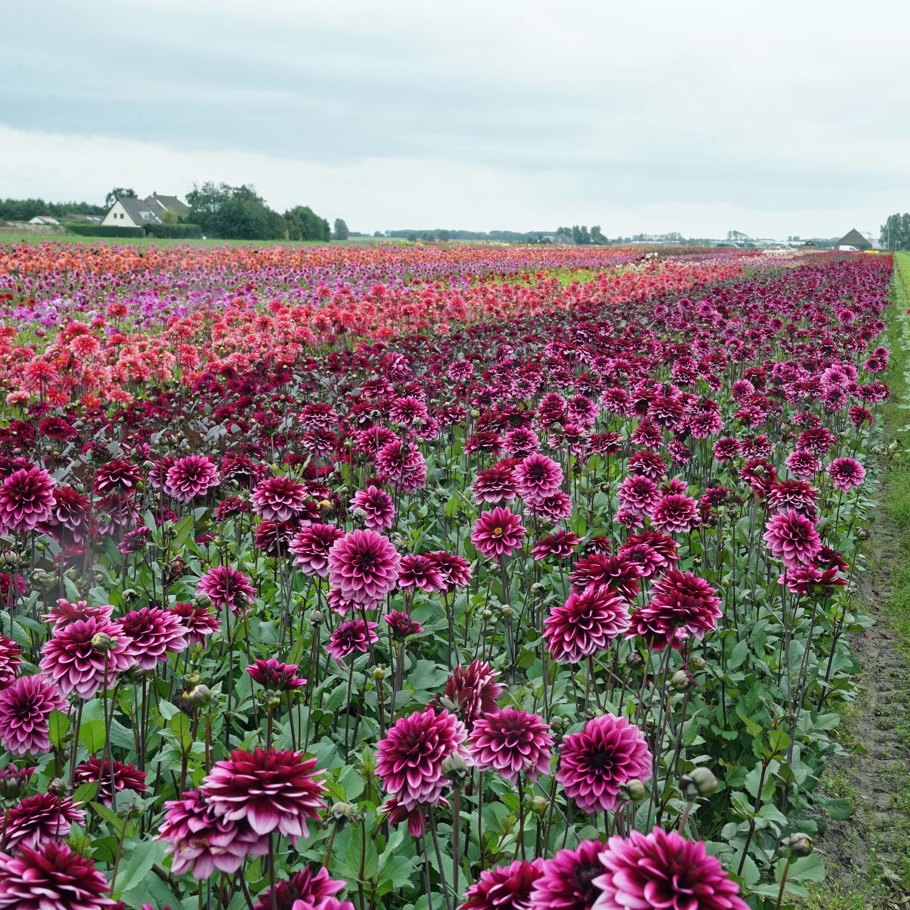 Dahlie Davina Michelle