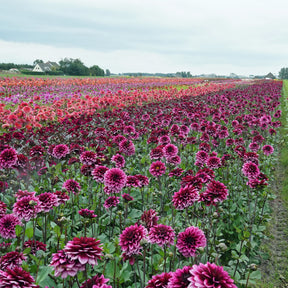 Dahlie Davina Michelle