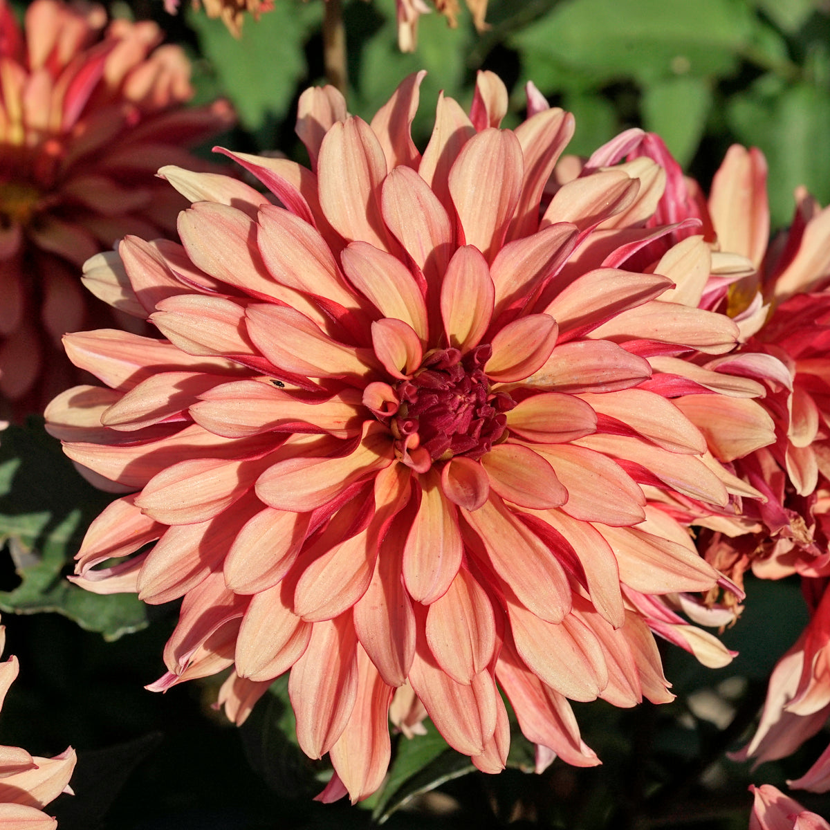 Dahlie Gallery Art Deco