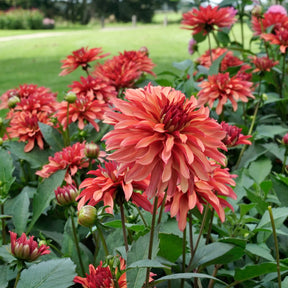 Dahlie Gallery Art Deco