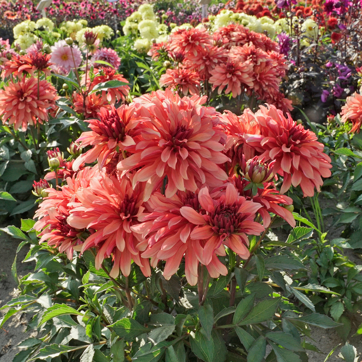 Dahlie Gallery Art Deco