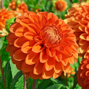 Dahlie Happy Halloween