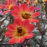 Dahlie Happy Single Flame