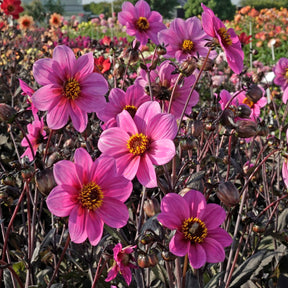 Dahlie Happy Single Juliet