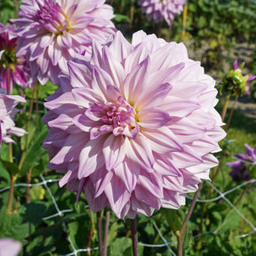 Dahlie Labyrinth Two Tone