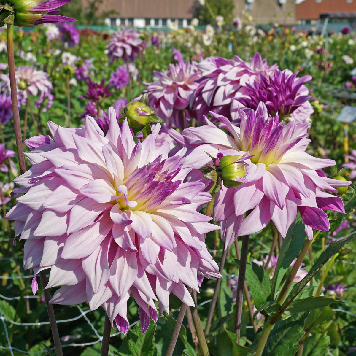 Dahlie Labyrinth Two Tone