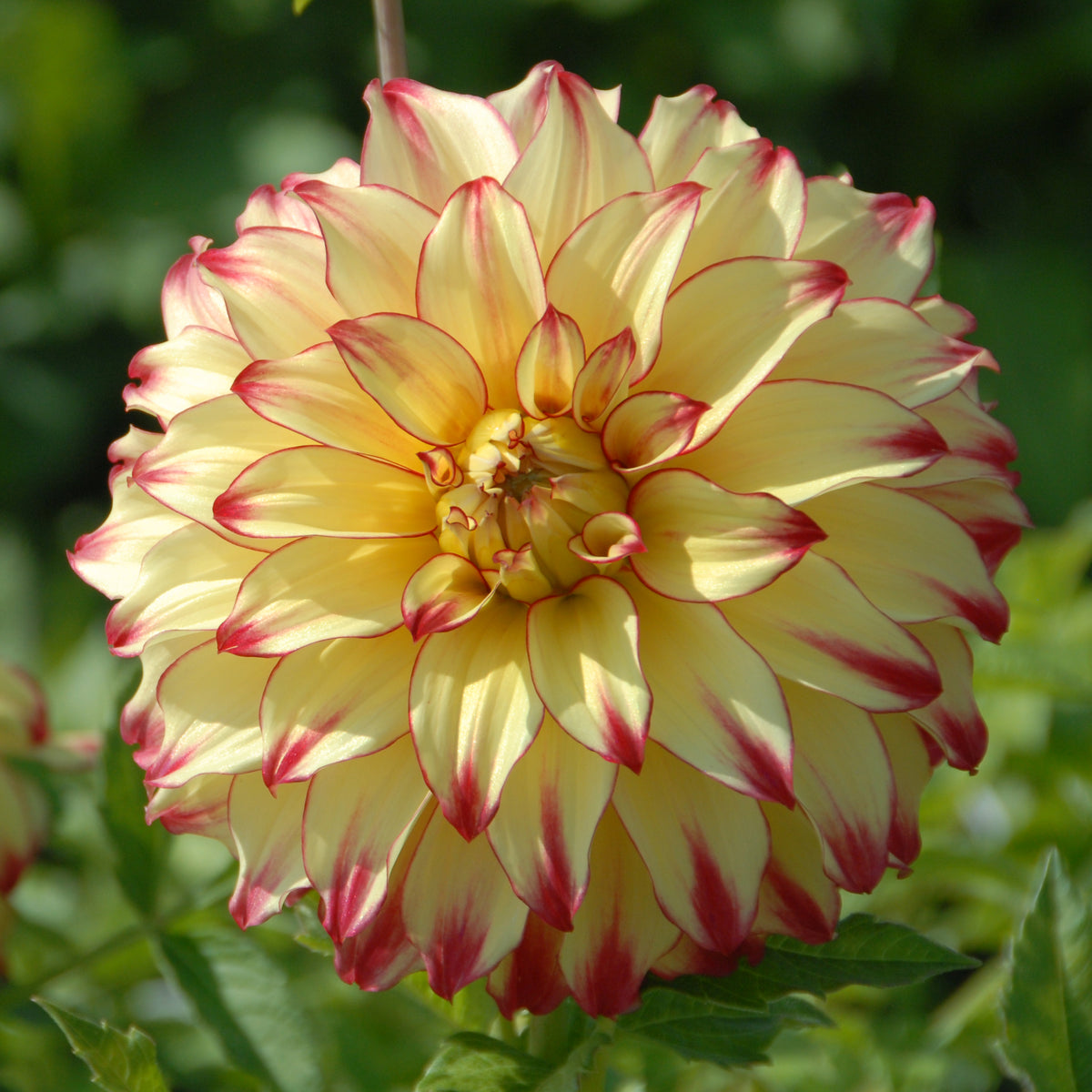 Dahlie Lady Darlene