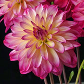 Dahlie Loe's