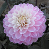 Dahlie Melody Harmony