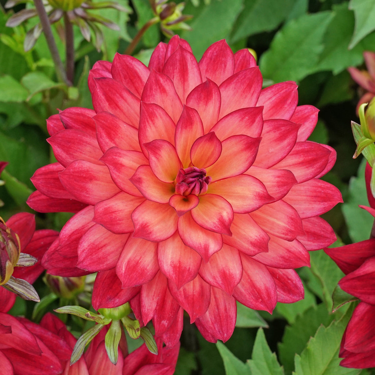 Dahlie Ocean of Love