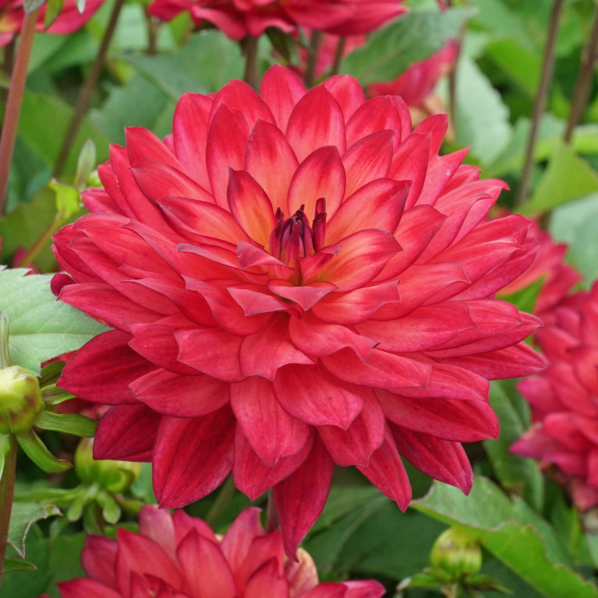 Dahlie Ocean of Love