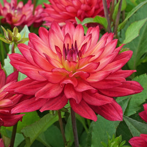 Dahlie Ocean of Love