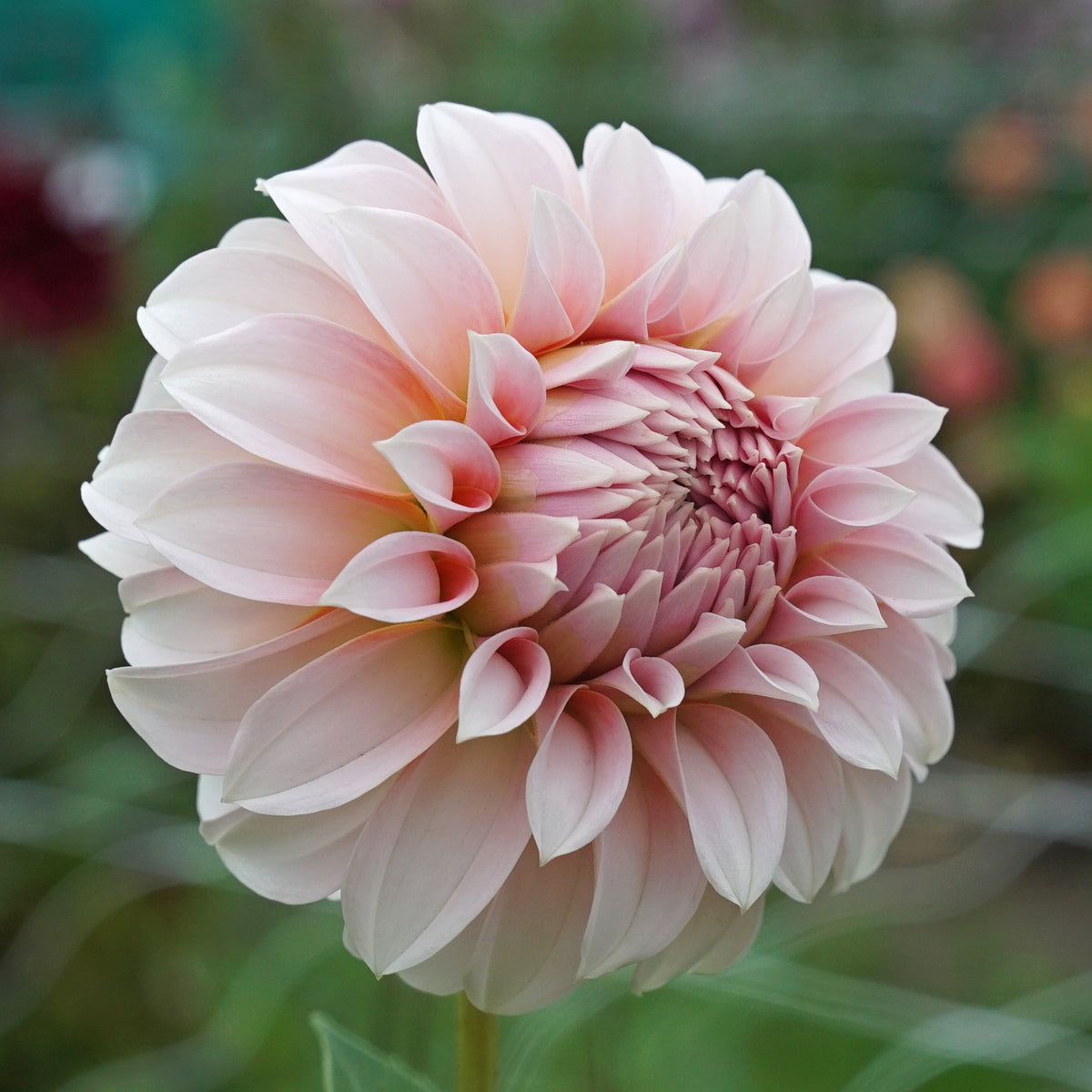 Dahlie Peaches