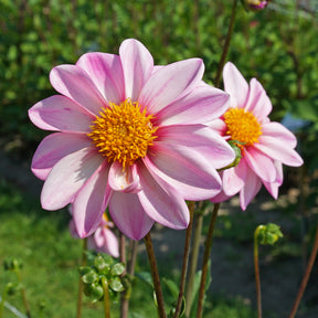 Dahlie Pink Emperor