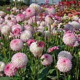 Dahlie Pink Isa