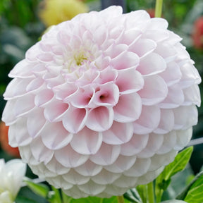 Dahlie Pink Pearl