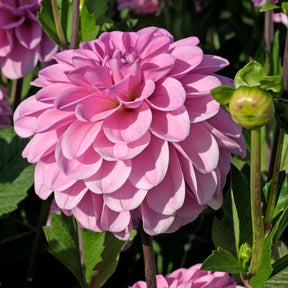 Dahlie Pink Pop