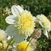 Dahlie Platinum Blonde