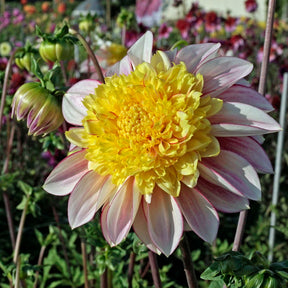 Dahlie Polka