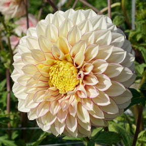 Dahlie Polka