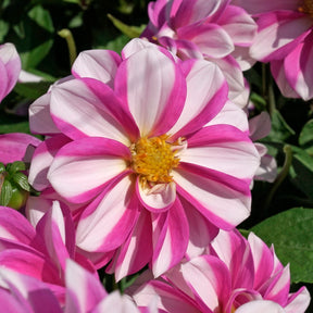 Dahlie Priceless Pink
