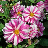 Dahlie Priceless Pink