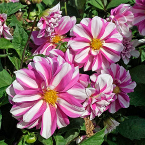 Dahlie Priceless Pink