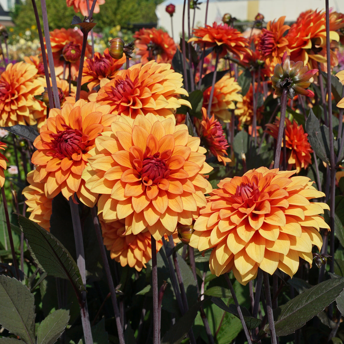 Dahlie Statue of Orange