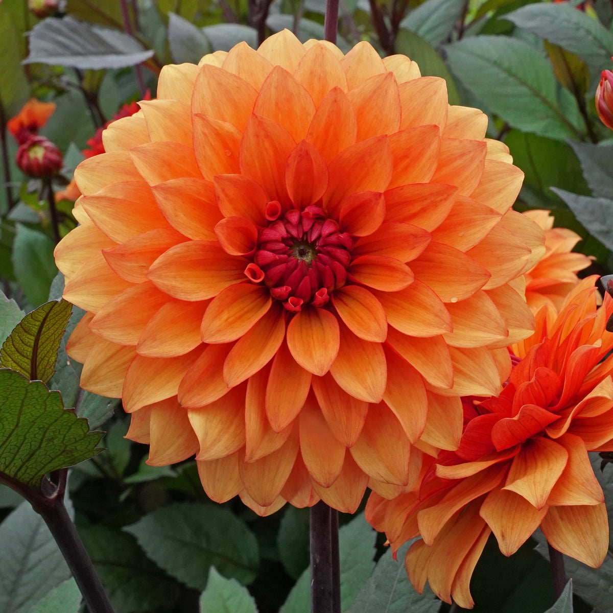 Dahlie Statue of Orange